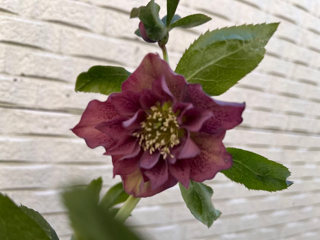 クリスマスローズ　八重　ダブル　５号　４鉢セット　現物　2月１日撮影　Ｂ