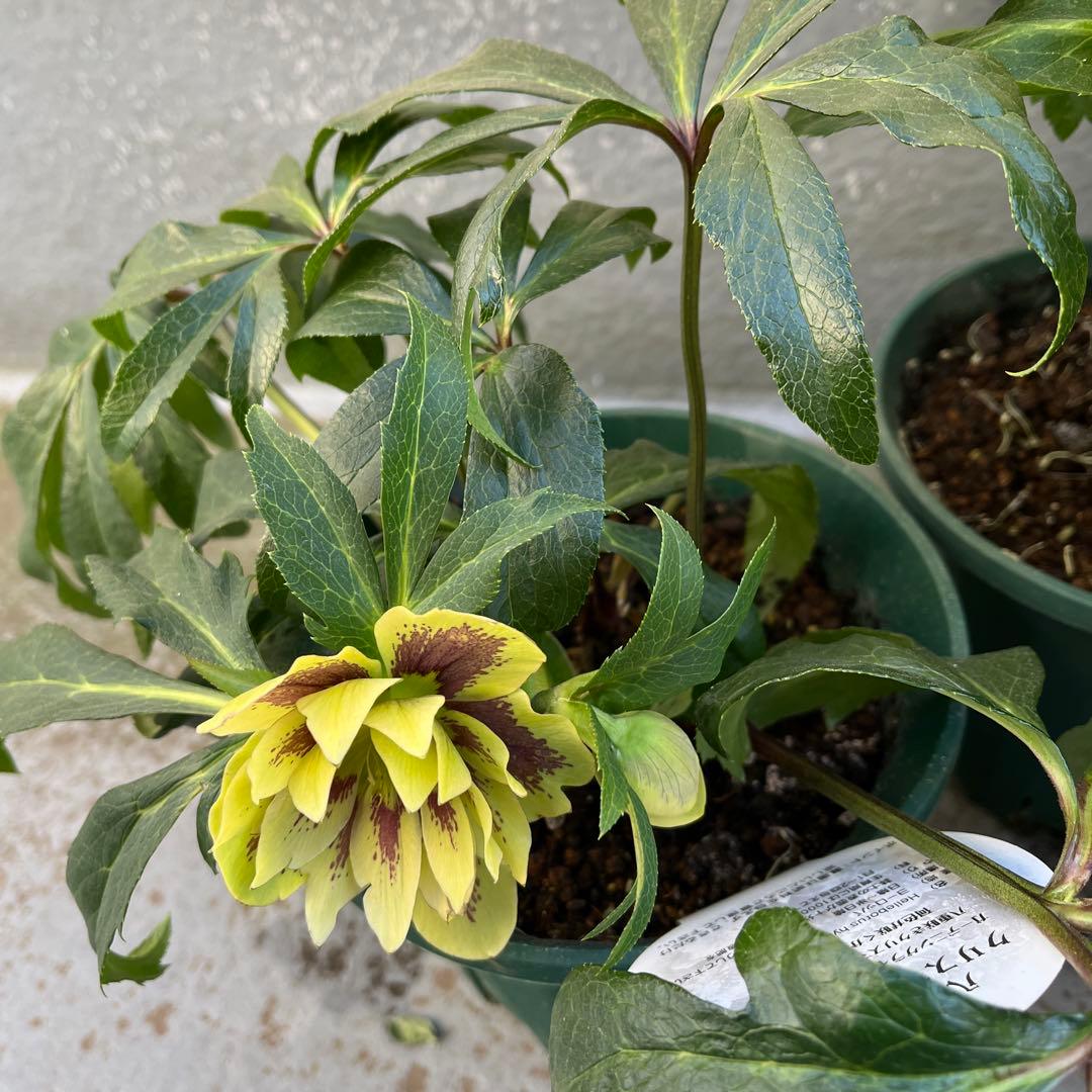 クリスマスローズ　八重　ダブル　５号　４鉢セット　現物　2月１日撮影　Ｂ