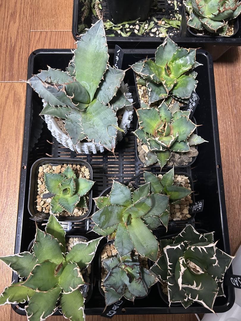 アガベ　チタノタ　多肉小〜中株　まとめ15株売り　抜き苗