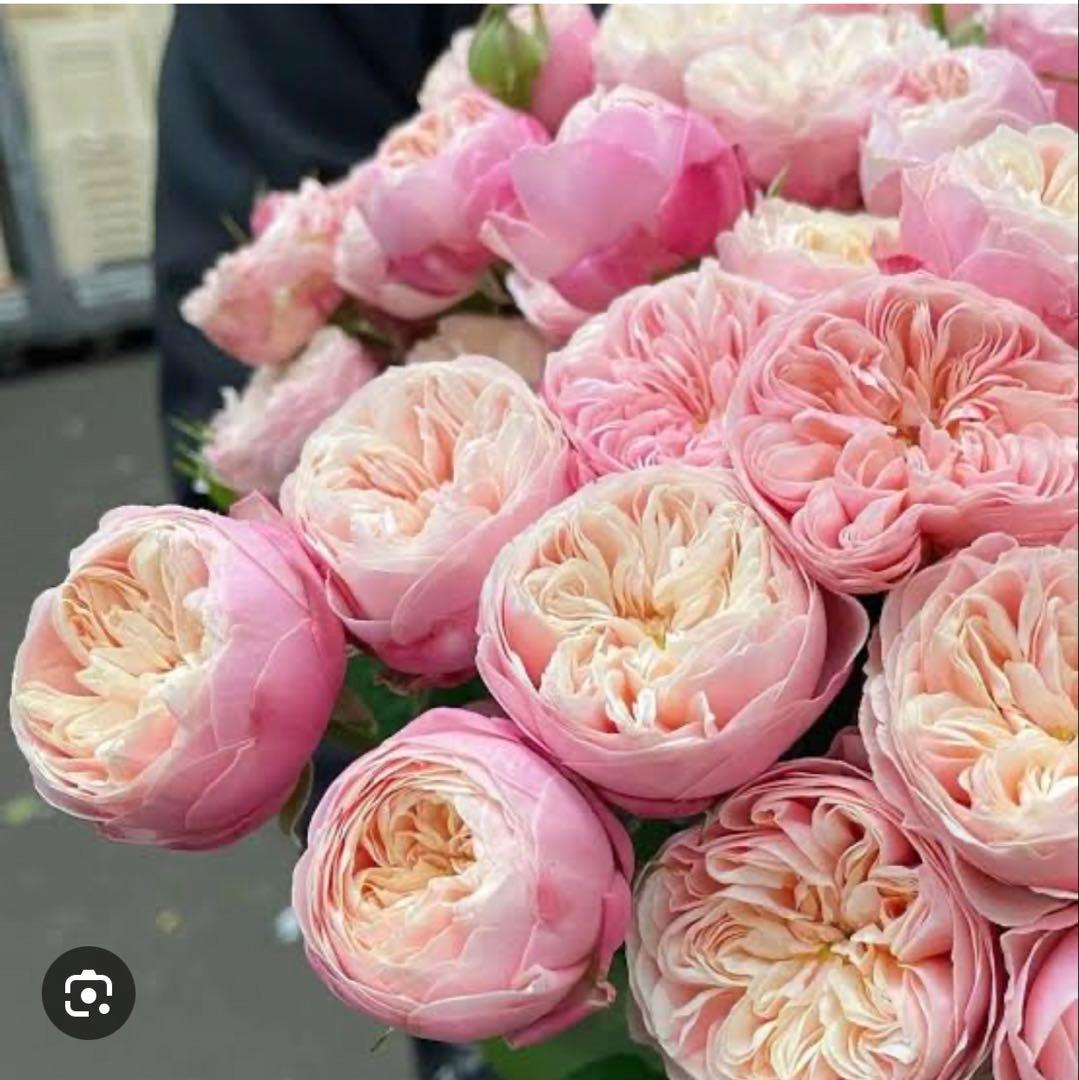 花苗　レア花　海外品種　入手困難　R⭕️y.l Bl….