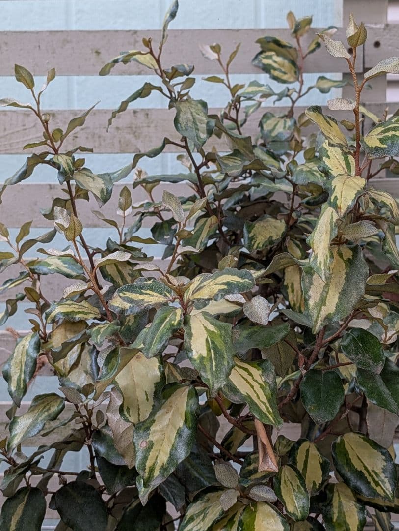 ❃ 斑入りグミ 挿し穂 ❃