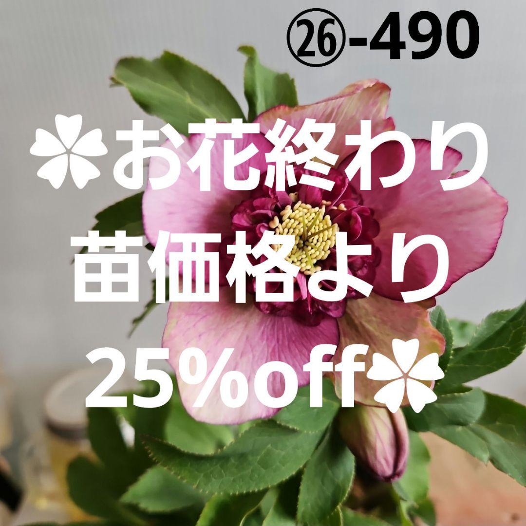 ㉖-490クリスマスローズ