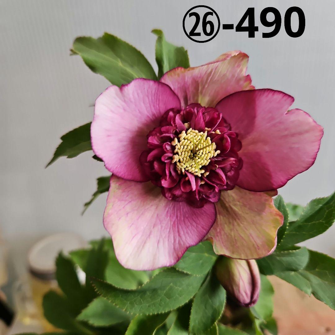 ㉖-490クリスマスローズ