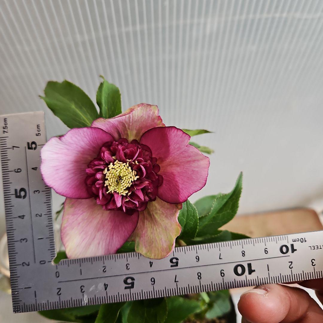 ㉖-490クリスマスローズ