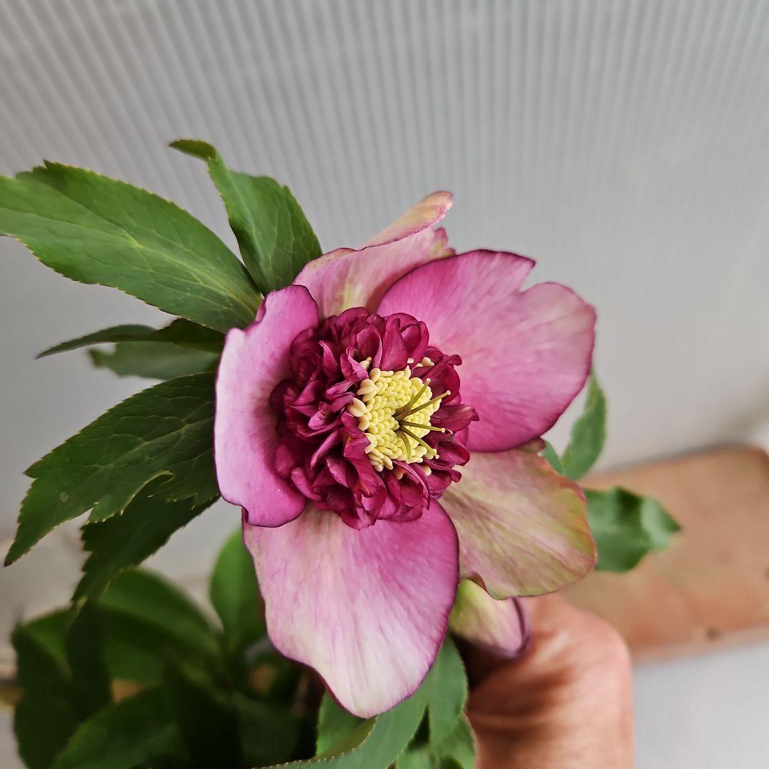 ㉖-490クリスマスローズ