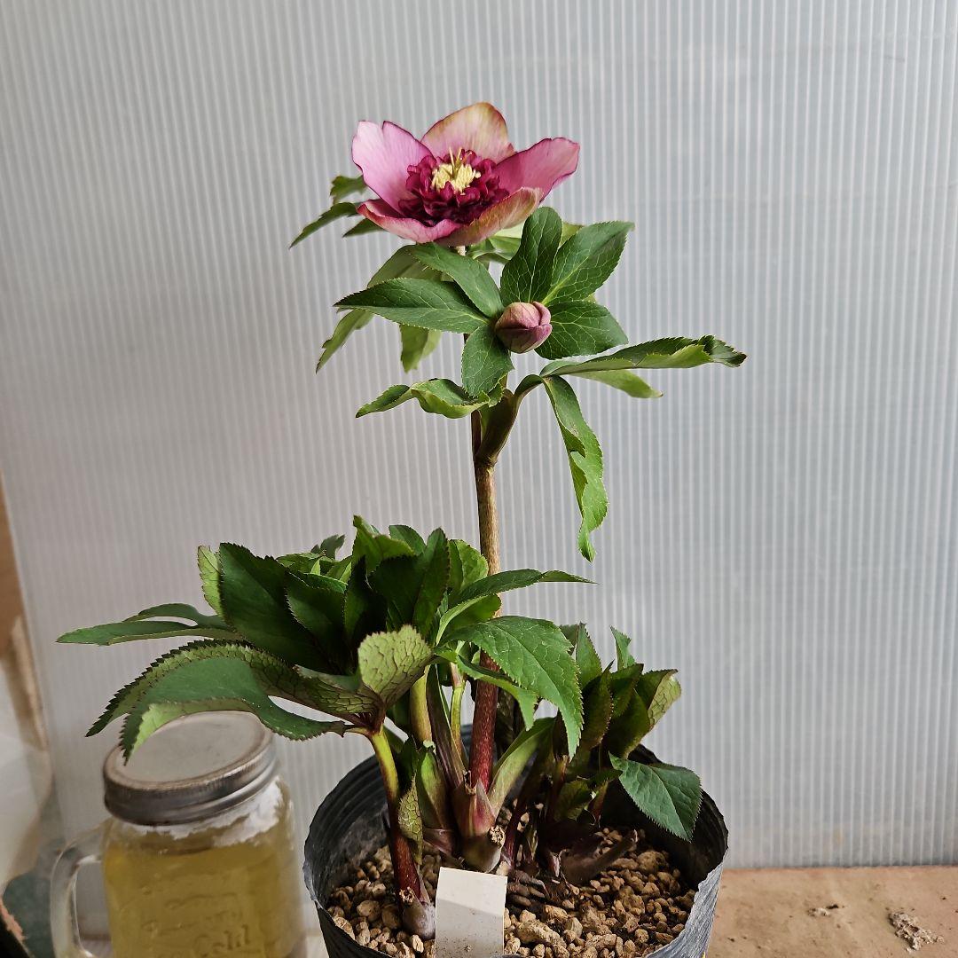 ㉖-490クリスマスローズ