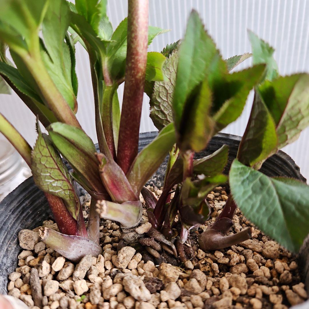 ㉖-490クリスマスローズ