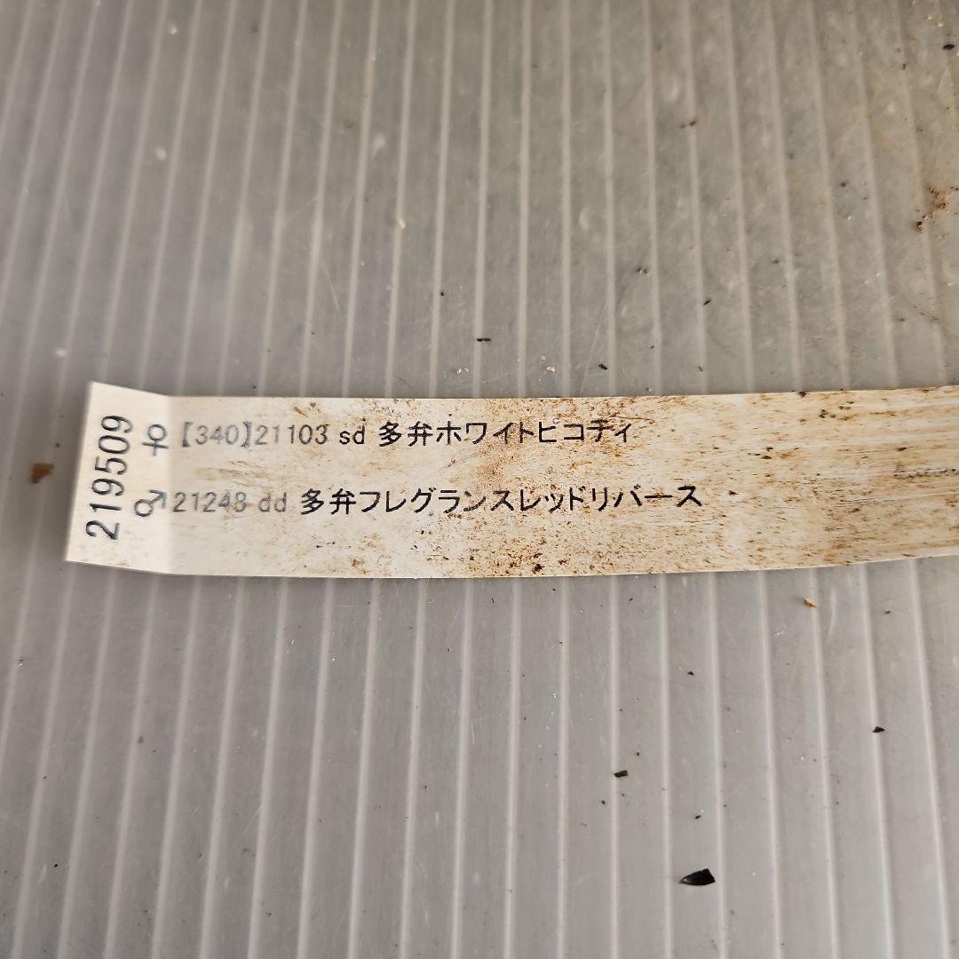 ㉖-490クリスマスローズ