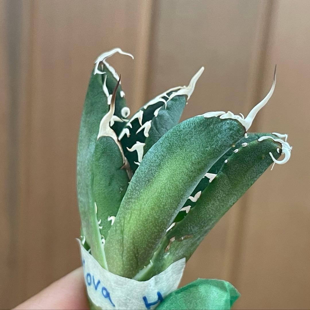 【REZA産】イラン株　長棘　アガベ　　NOVA ノヴァ　12月便