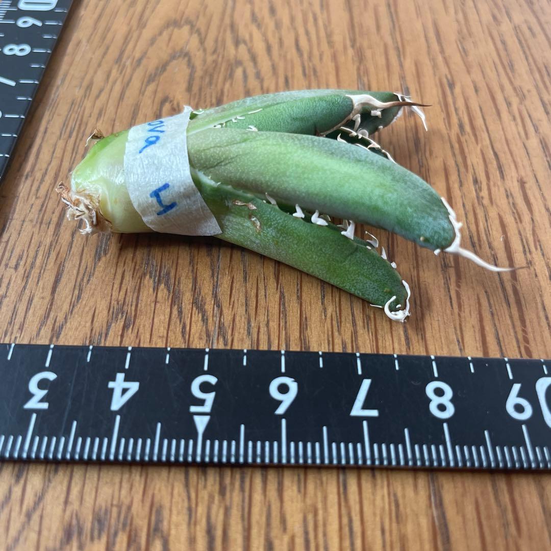 【REZA産】イラン株　長棘　アガベ　　NOVA ノヴァ　12月便