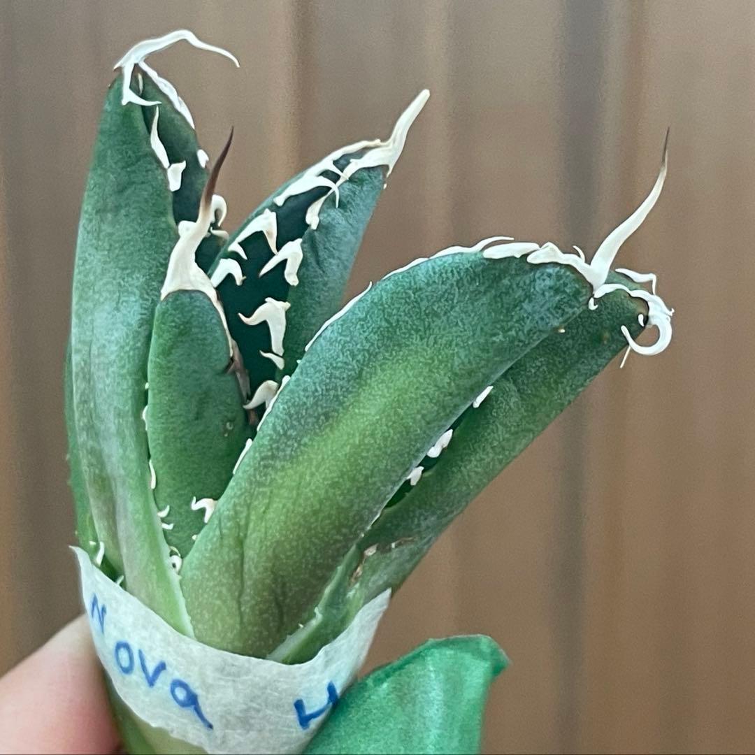 【REZA産】イラン株　長棘　アガベ　　NOVA ノヴァ　12月便