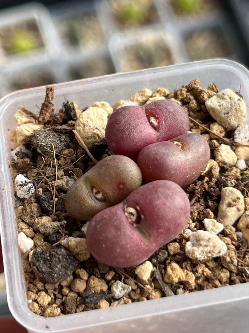 コノフィツムroodiae sanguineum Garies脱皮後7頭になる