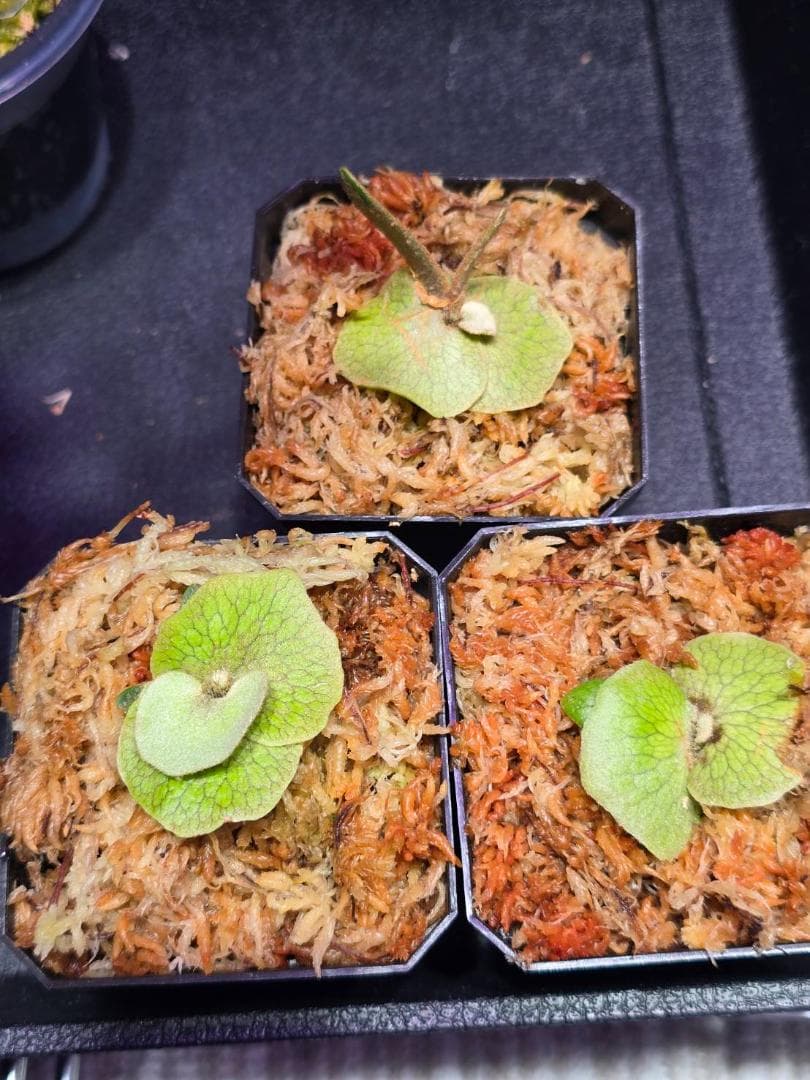 P. willinckii 'nano' pup 所有株OC