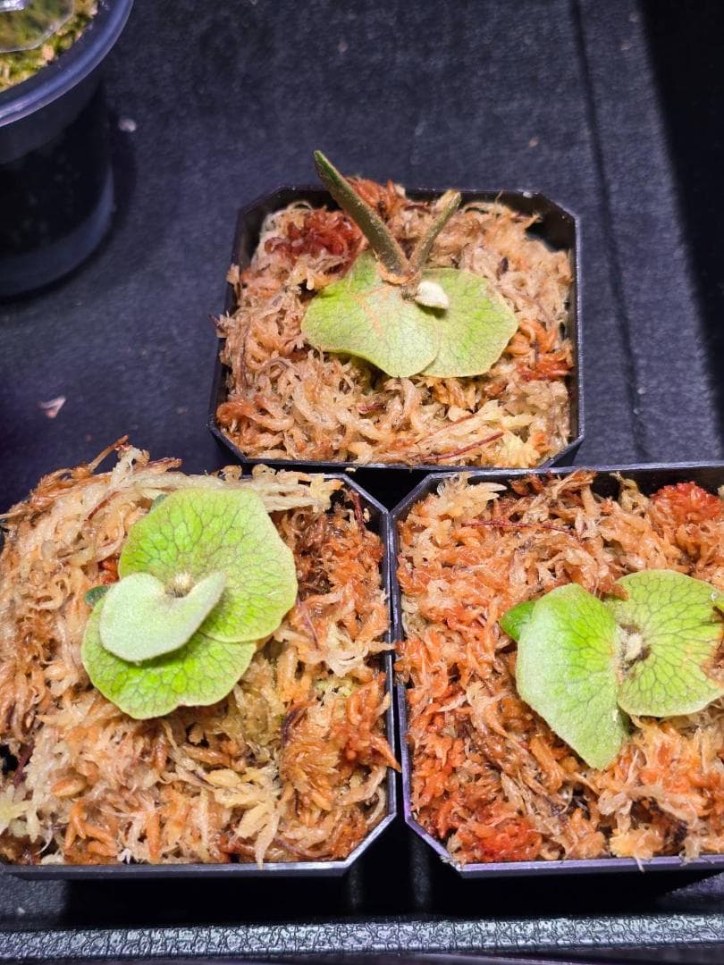 P. willinckii 'nano' pup 所有株OC