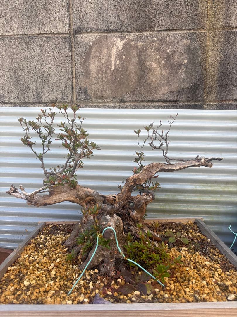 【大阪北部にて引き取り限定】さつき盆栽