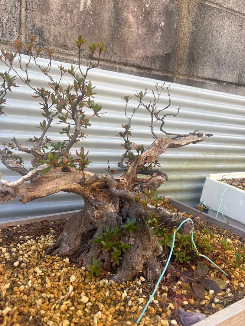 【大阪北部にて引き取り限定】さつき盆栽