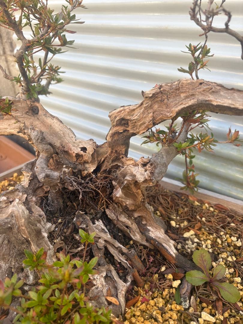 【大阪北部にて引き取り限定】さつき盆栽