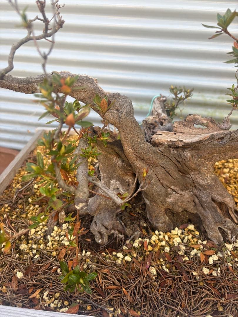 【大阪北部にて引き取り限定】さつき盆栽