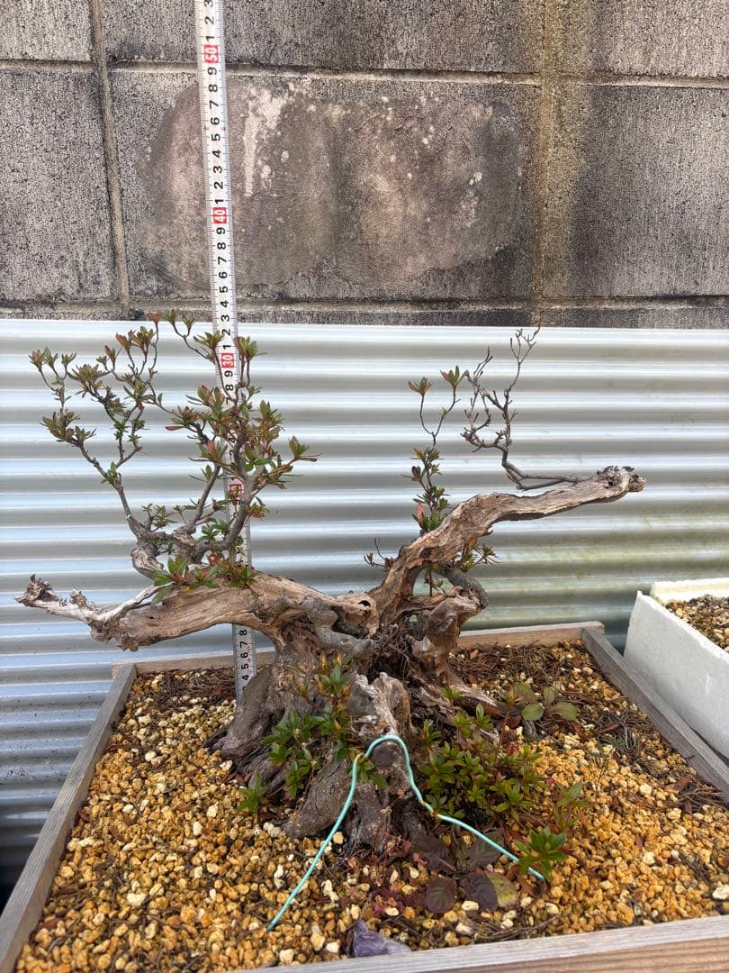 【大阪北部にて引き取り限定】さつき盆栽
