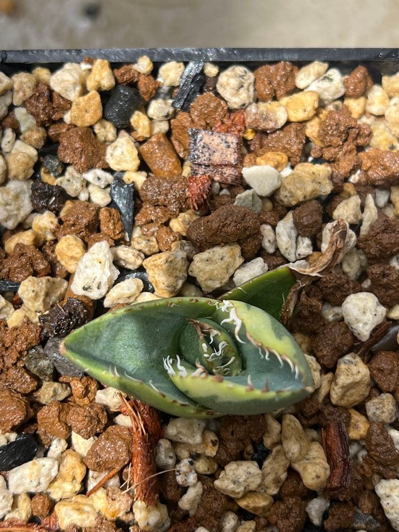 アガベ　チタノタ　ジャガーノート斑入り　子株