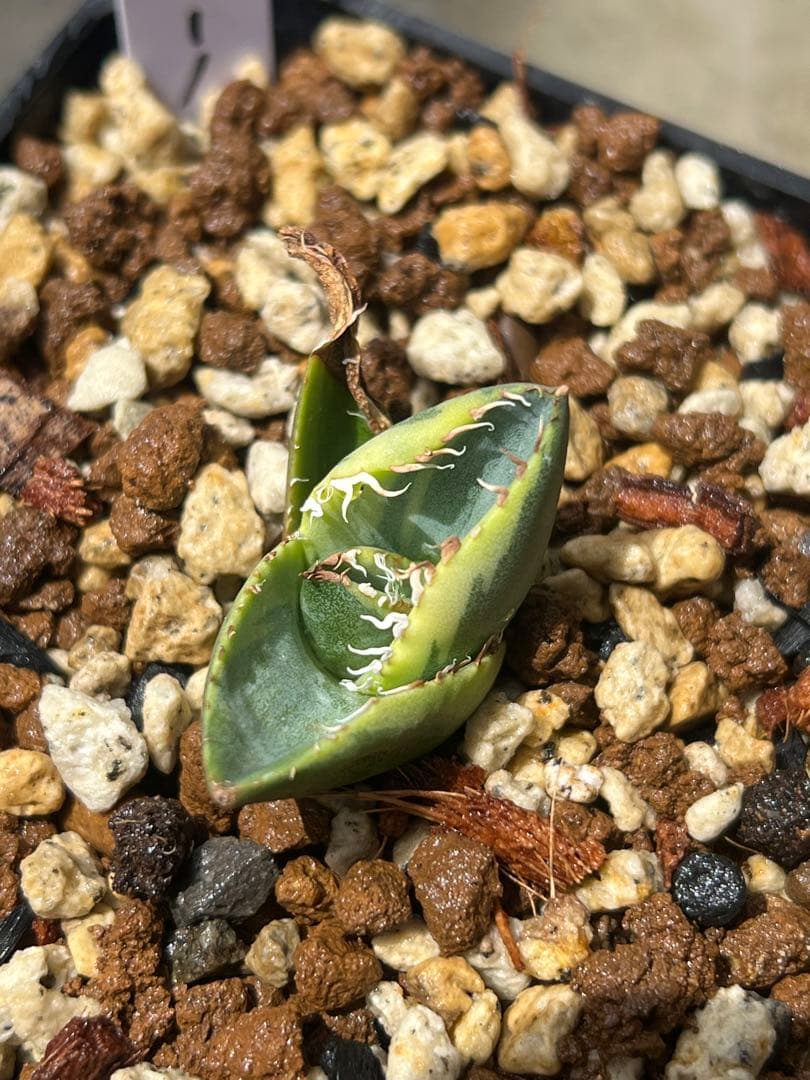 アガベ　チタノタ　ジャガーノート斑入り　子株