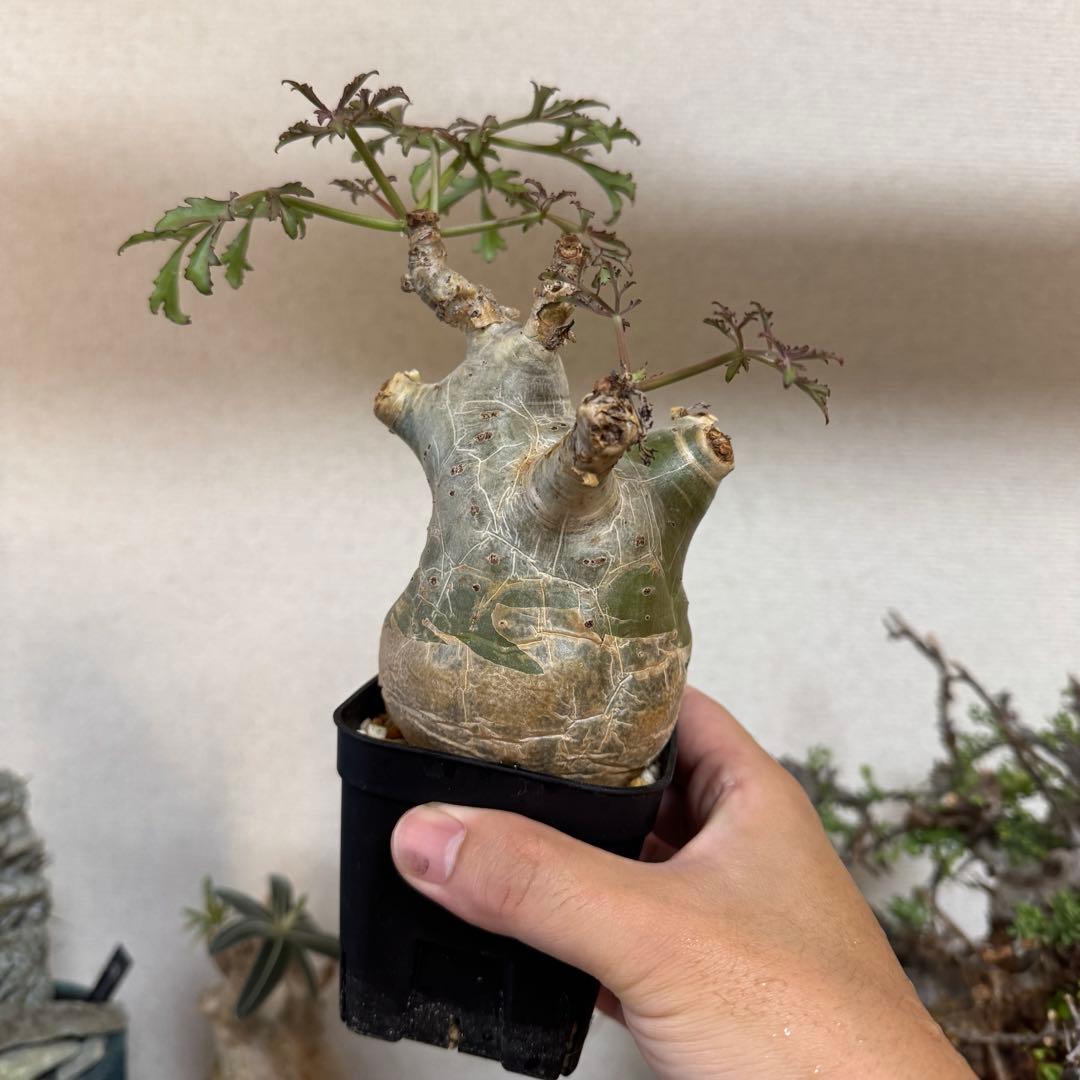 キフォステンマ ベティフォルメ ソマリア 発根済み 良型 現地球