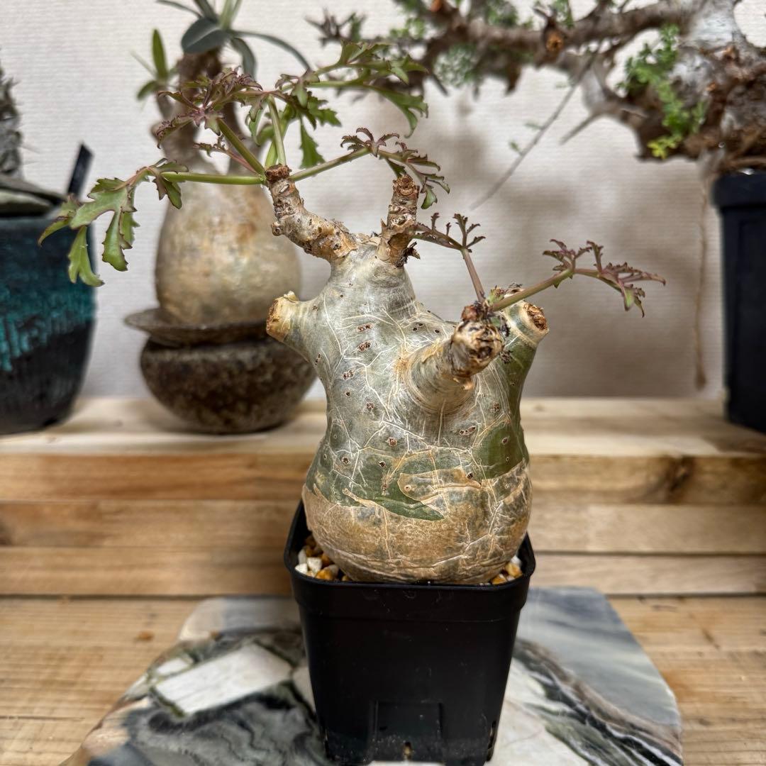 キフォステンマ ベティフォルメ ソマリア 発根済み 良型 現地球