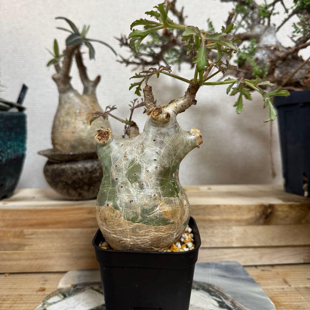 キフォステンマ ベティフォルメ ソマリア 発根済み 良型 現地球