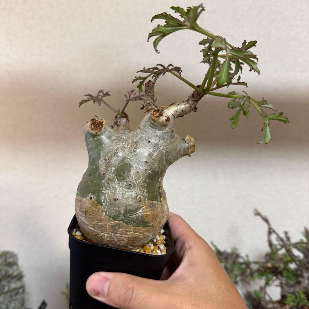 キフォステンマ ベティフォルメ ソマリア 発根済み 良型 現地球