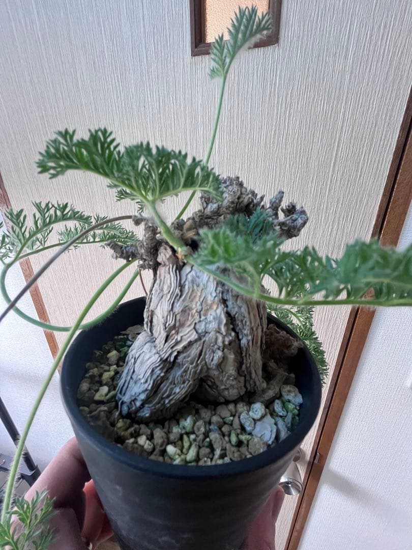 【現地株国内管理5年】冬型　ペラルゴニウム トリステ　発根済み　大株