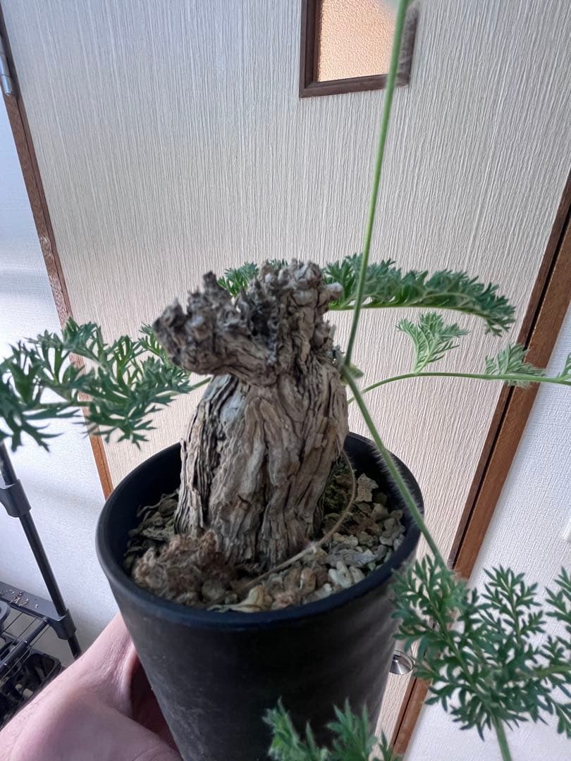 【現地株国内管理5年】冬型　ペラルゴニウム トリステ　発根済み　大株