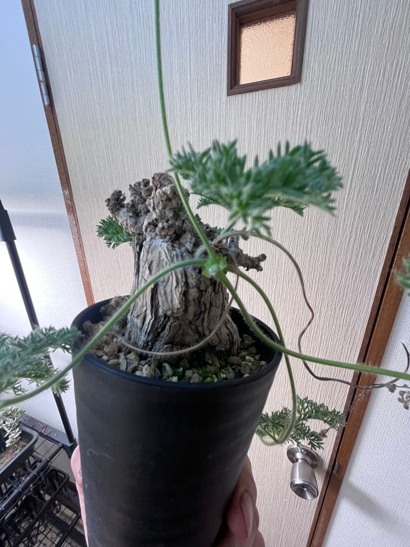 【現地株国内管理5年】冬型　ペラルゴニウム トリステ　発根済み　大株