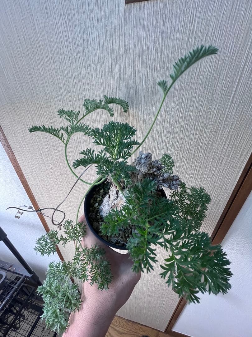 【現地株国内管理5年】冬型　ペラルゴニウム トリステ　発根済み　大株