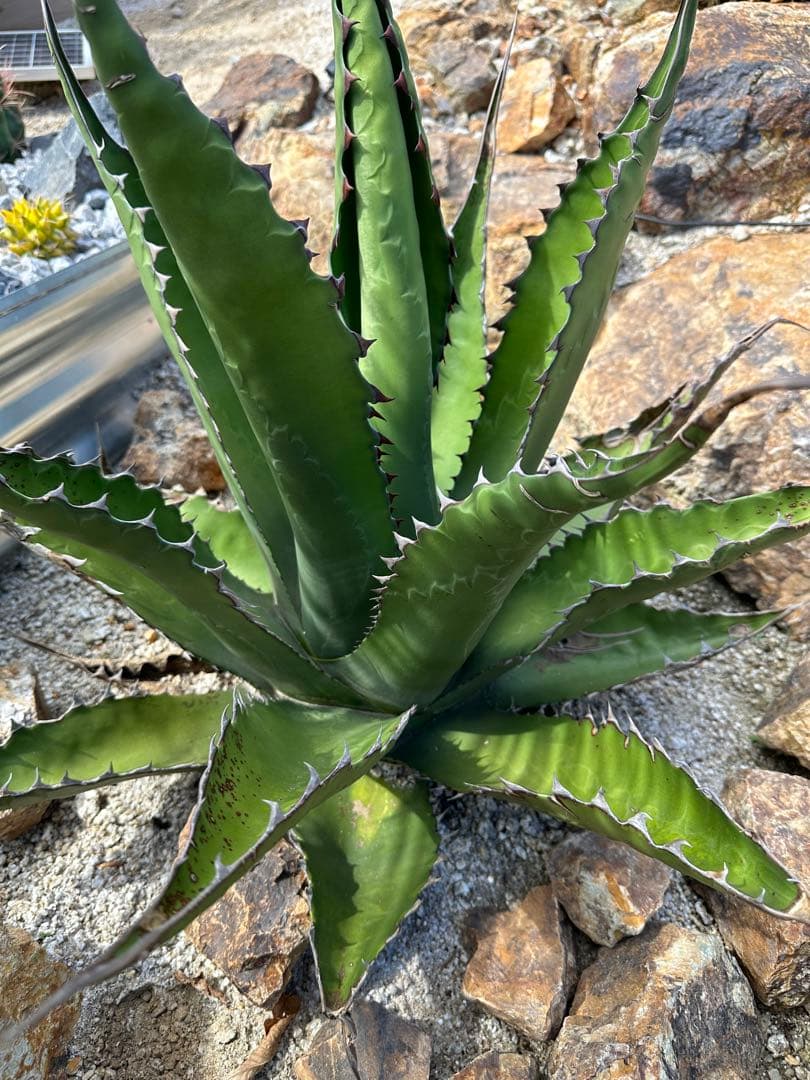 ジェントリー　ジョーズ　大株