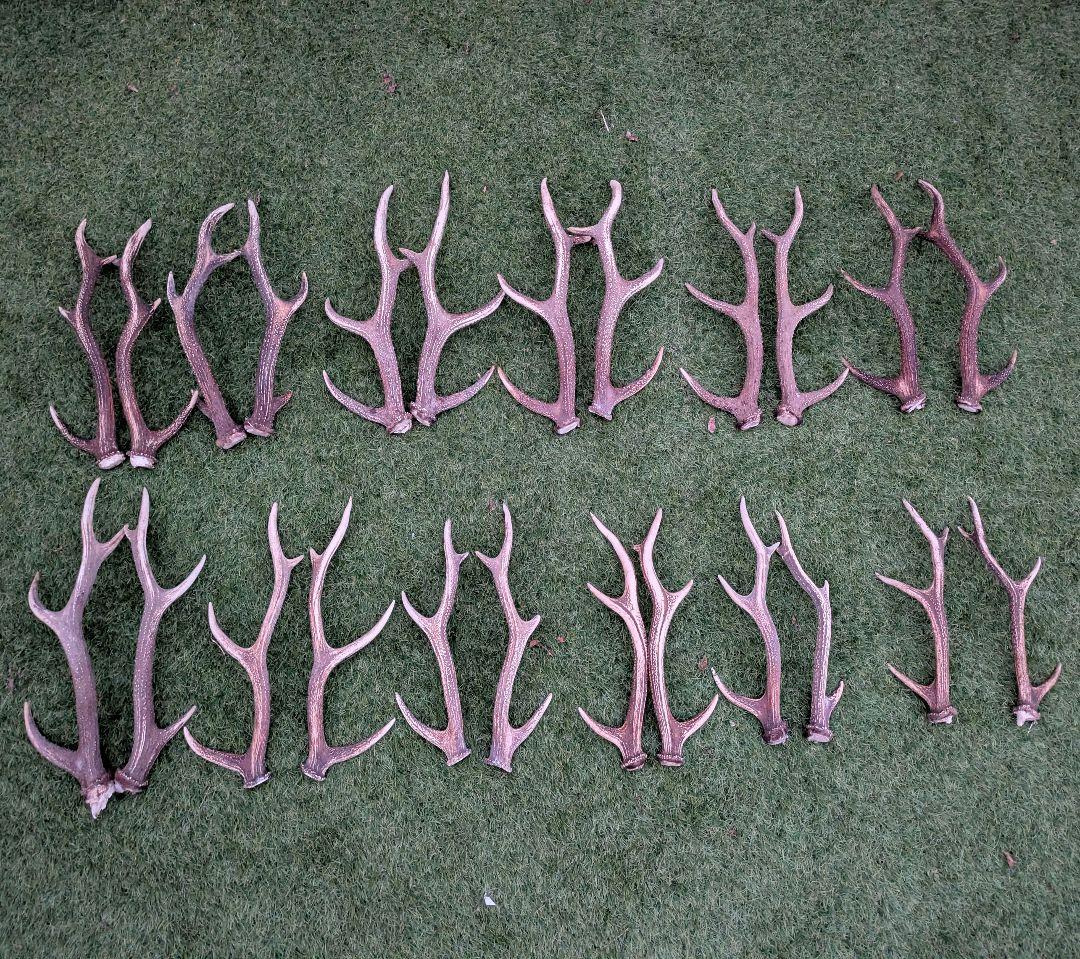 鹿の角　24本(12対)　まとめ売り