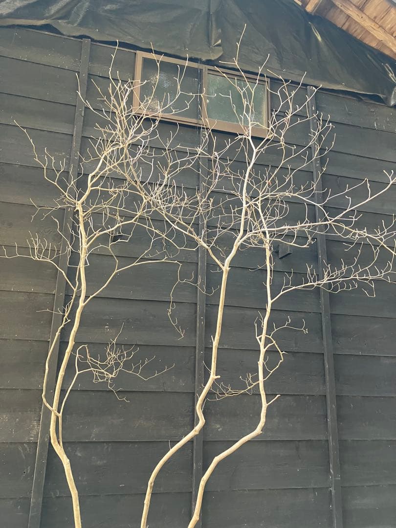 40 山採り　ミツバツツジ