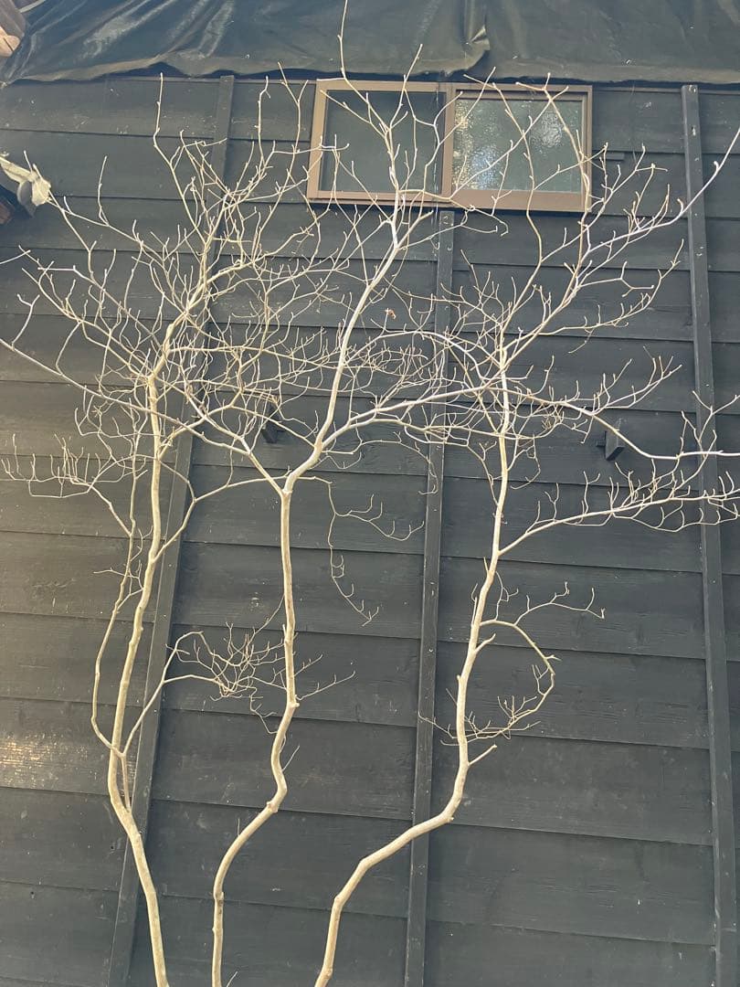 40 山採り　ミツバツツジ