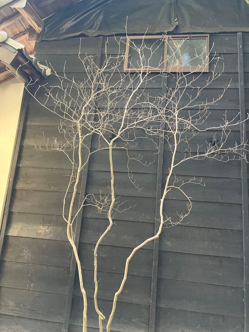 40 山採り　ミツバツツジ