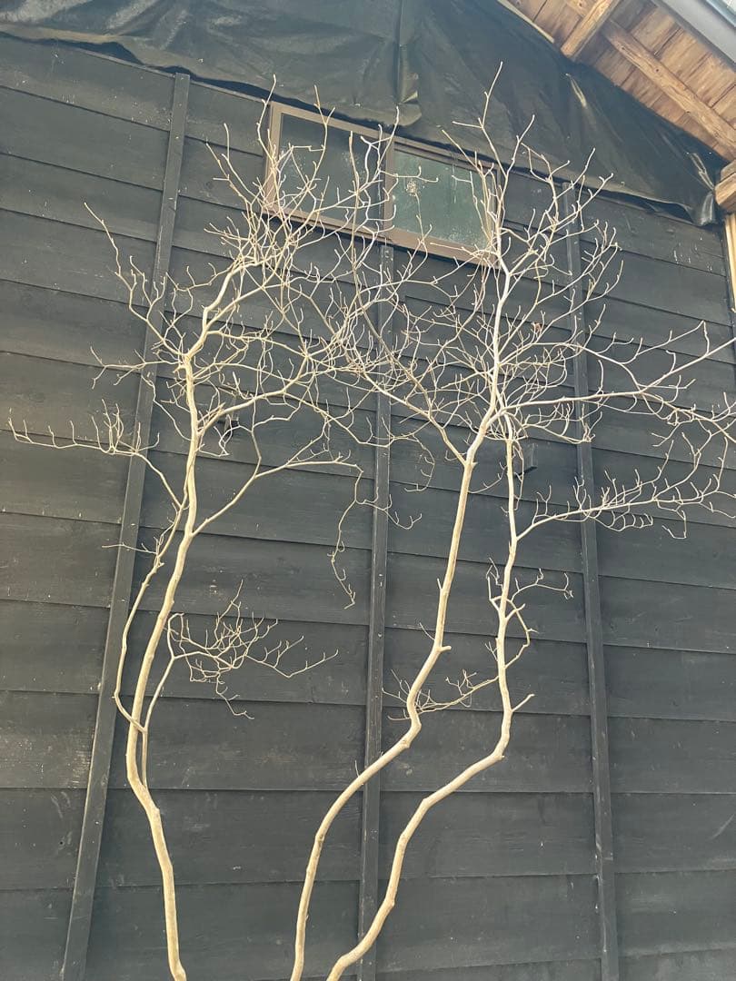 40 山採り　ミツバツツジ