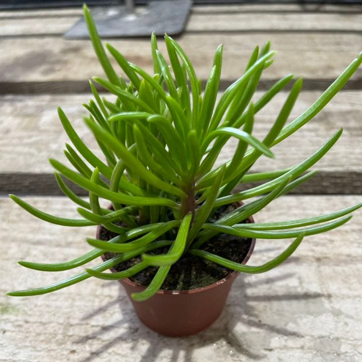 セネシオ　アーケリー　抜き苗