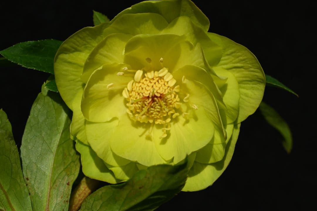 クリスマスローズ　1級品！！認定メロンゴールド　加藤農園