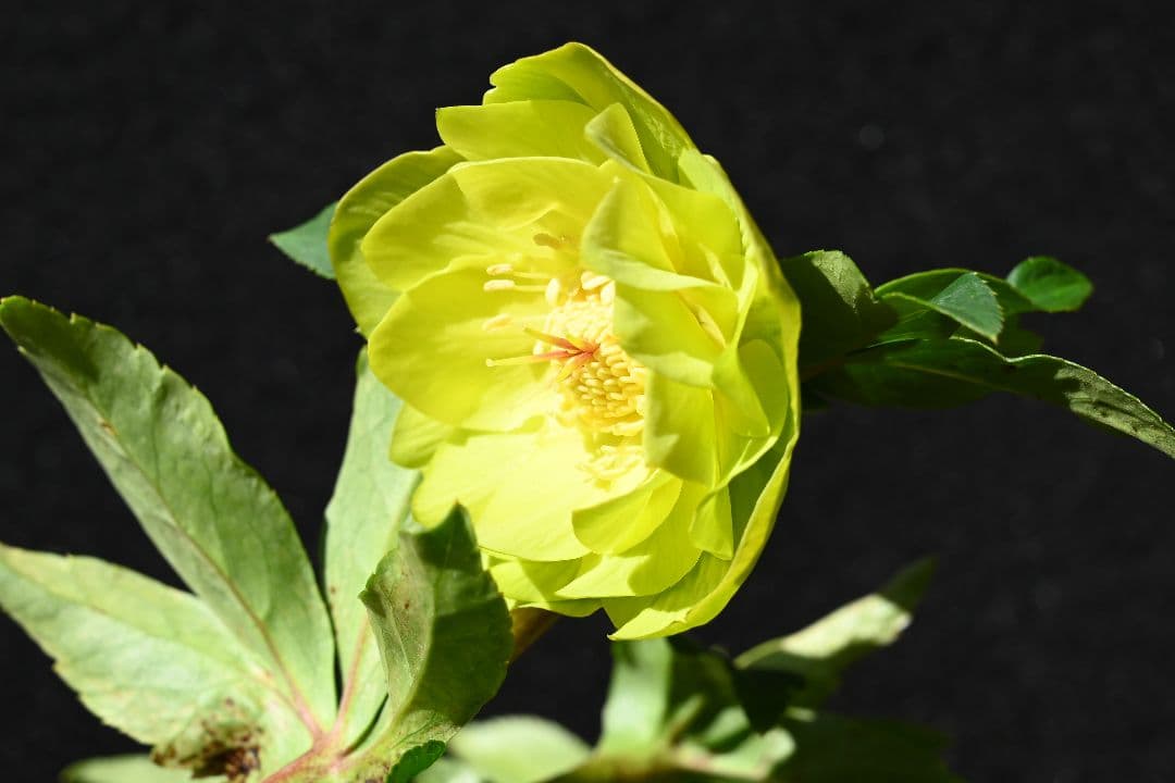 クリスマスローズ　1級品！！認定メロンゴールド　加藤農園