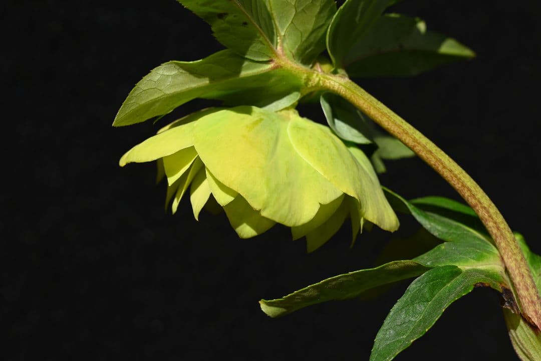 クリスマスローズ　1級品！！認定メロンゴールド　加藤農園