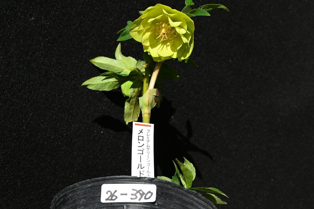 クリスマスローズ　1級品！！認定メロンゴールド　加藤農園