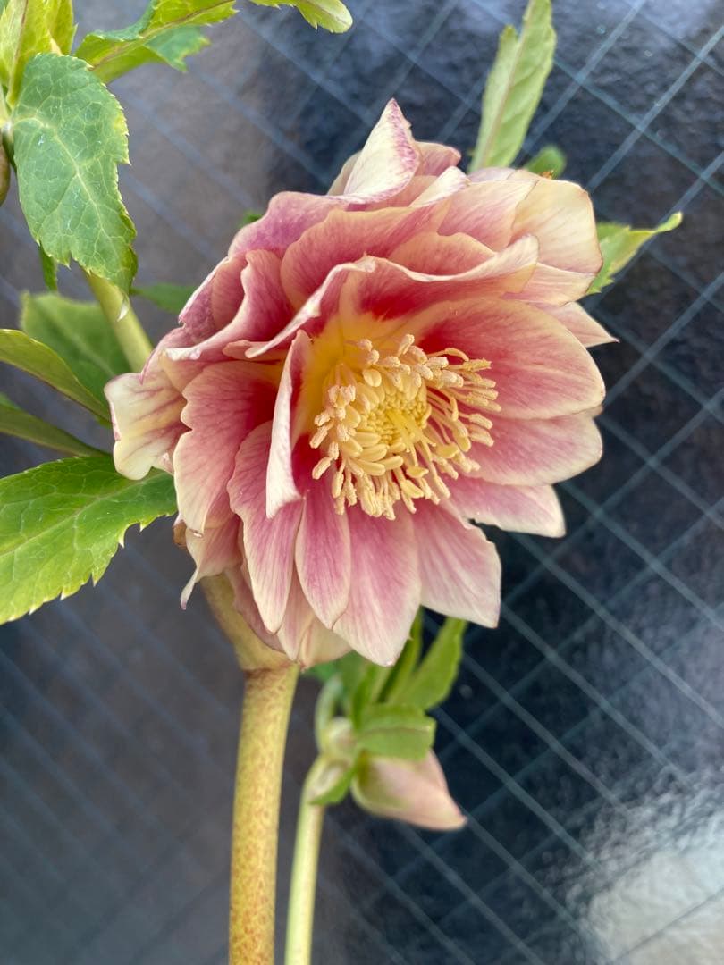 ソレイユ 5号 広瀬園芸 クリスマスローズ