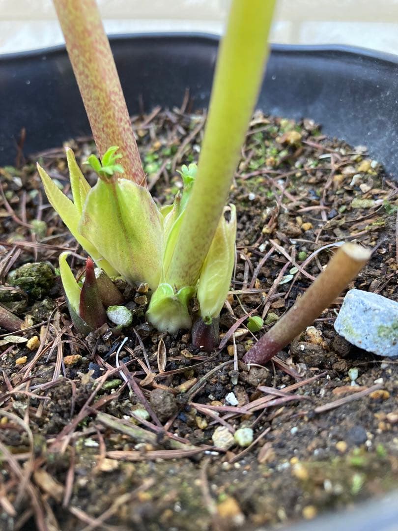 ソレイユ 5号 広瀬園芸 クリスマスローズ