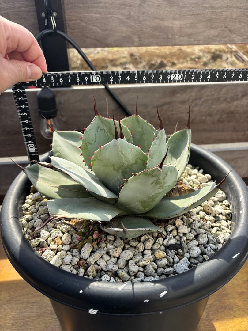 アガベ　パリートランカータ　丸葉　Ａ