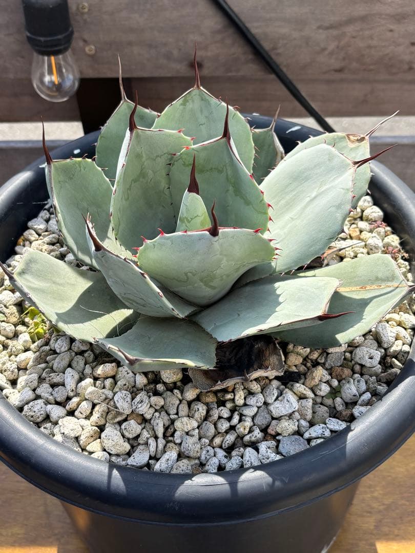 アガベ　パリートランカータ　丸葉　Ａ