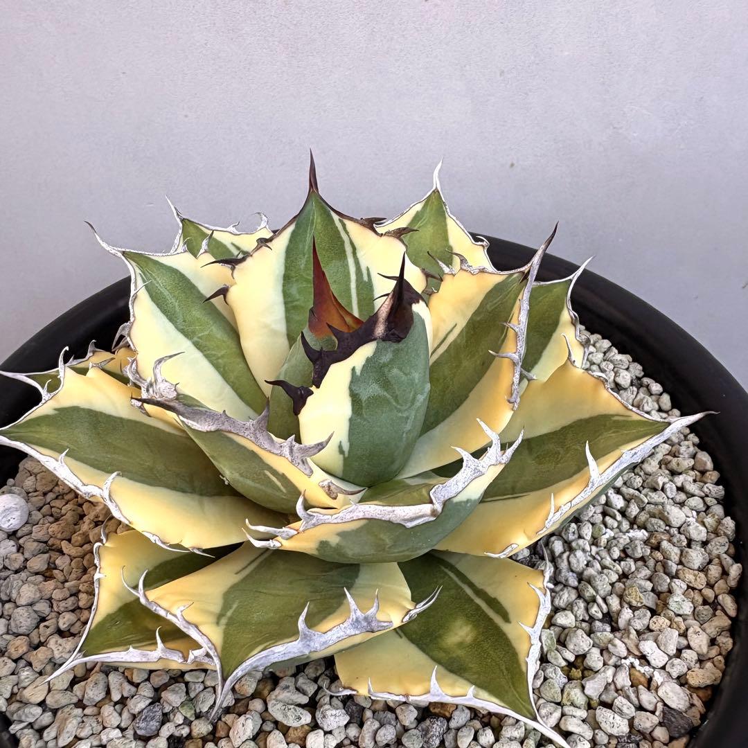 アガベ チタノタ スナグルトゥース 【鉢ごと発送】　親株出品