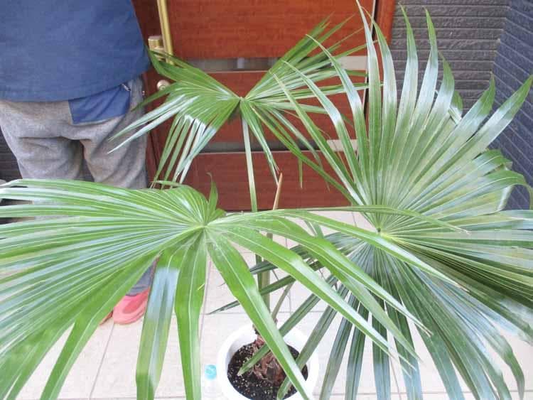 【現品】ビロウ椰子　ビロウヤシ　8号　2B番